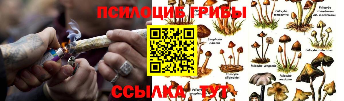 Сланцы  Галлюциногенные грибы Cubensis  Вход с VPN 